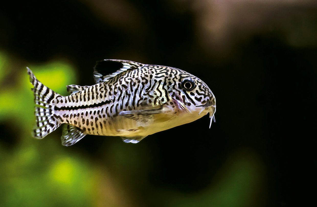 Three Stripe Cory